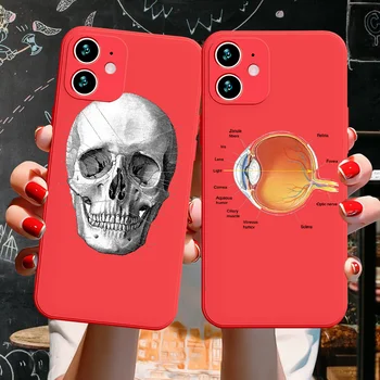 Medicinos skeleto Anatomiją Telefono dėklas, Skirtas iphone 5 5S SE 2 6 6S 7 8 11 12 Mini Plus X XS XR Pro Max Candy Spalva